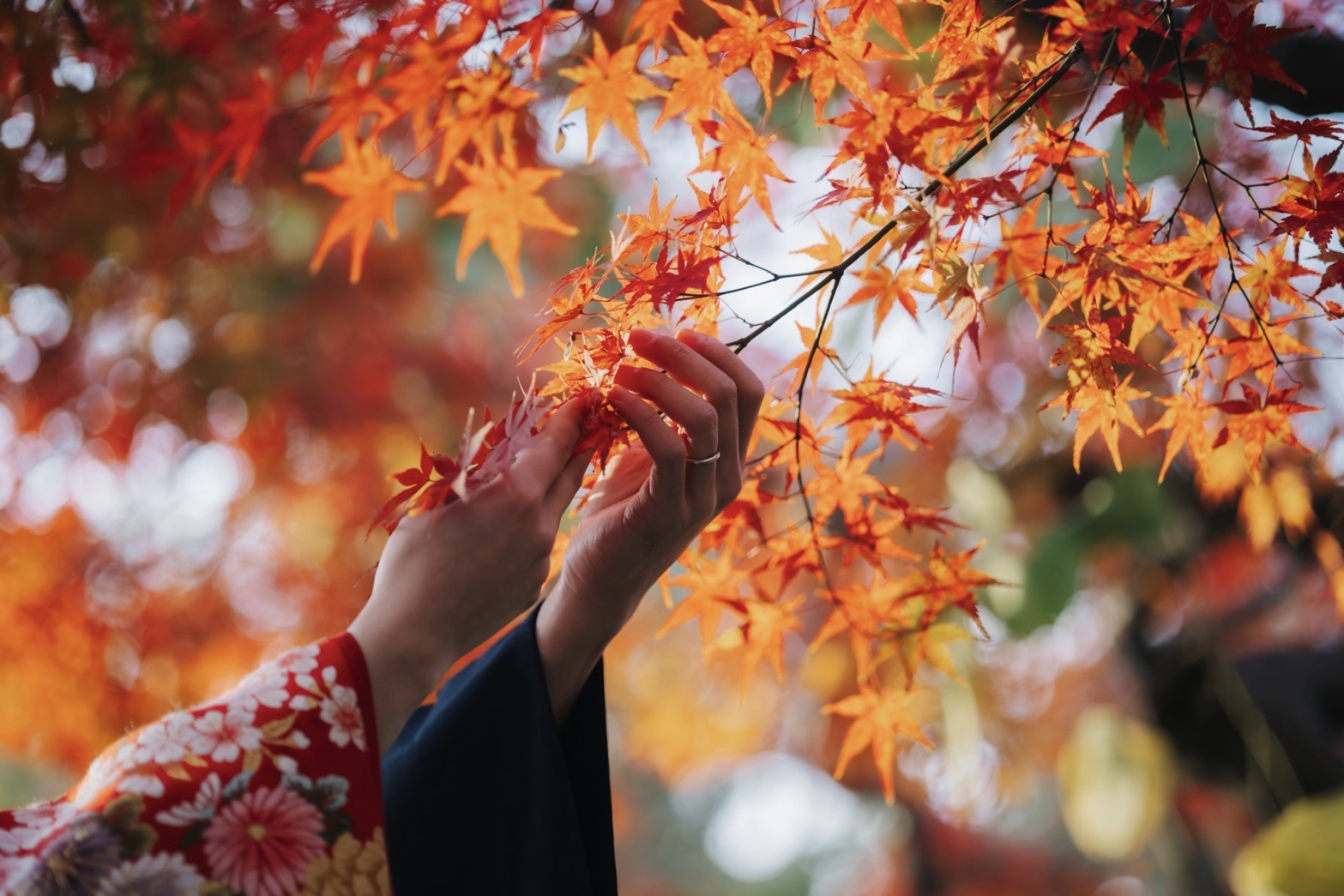 紅葉撮影予約受付中